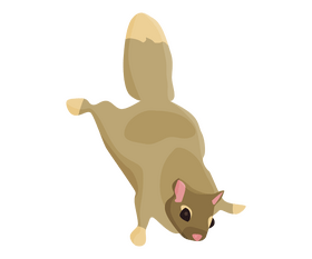 Free flying squirrel clipart