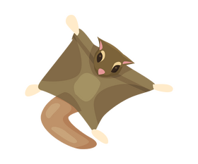 Flying squirrel illustration clipart