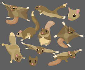 Flying squirrels vector