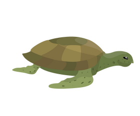 Cartoon turtle clipart