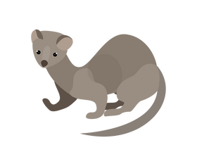 Cute least weasel clipart