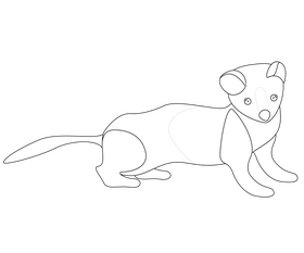 Least weasel illustration black and white clipart