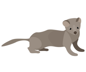 Least weasel illustration clipart