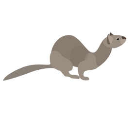 Least weasel drawing clipart