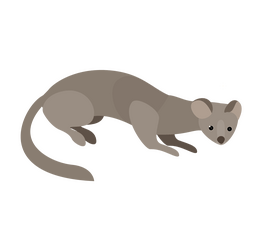 Least weasel cartoon clipart