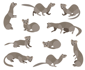 Least weasel vector