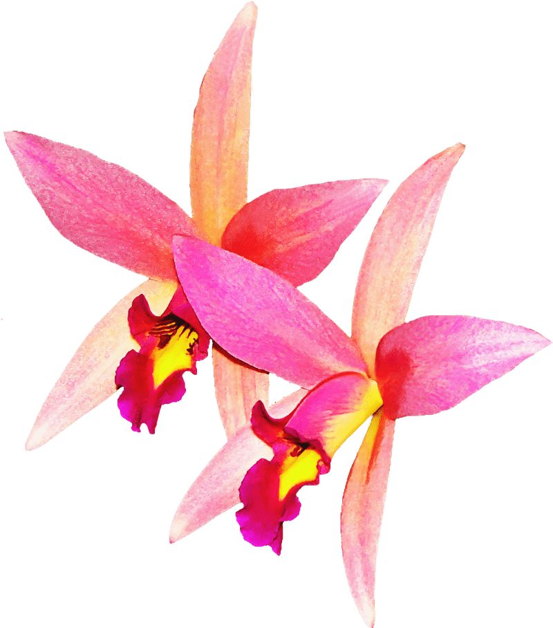 Radiant Orchid Blossoms in Bloom PNG