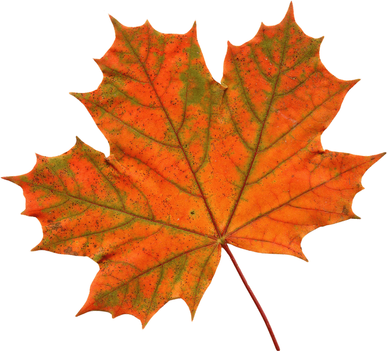 Autumn Leaves and Leaf Blower Magic PNG