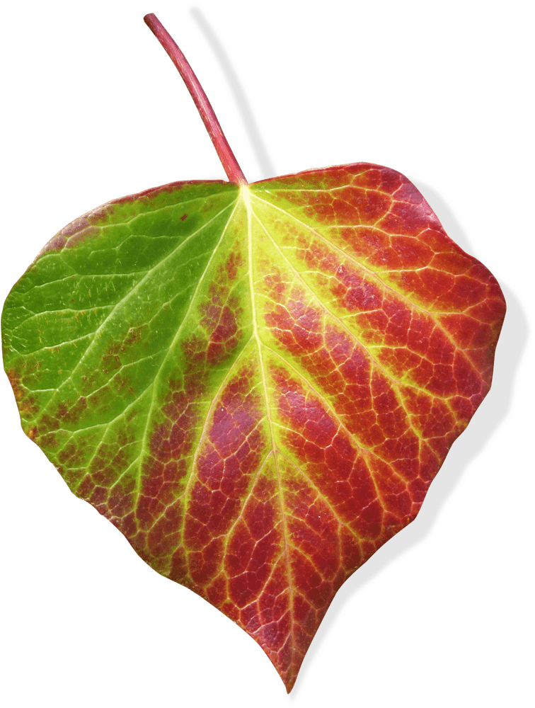 Vibrant Ivy Leaf in Autumn Hues PNG