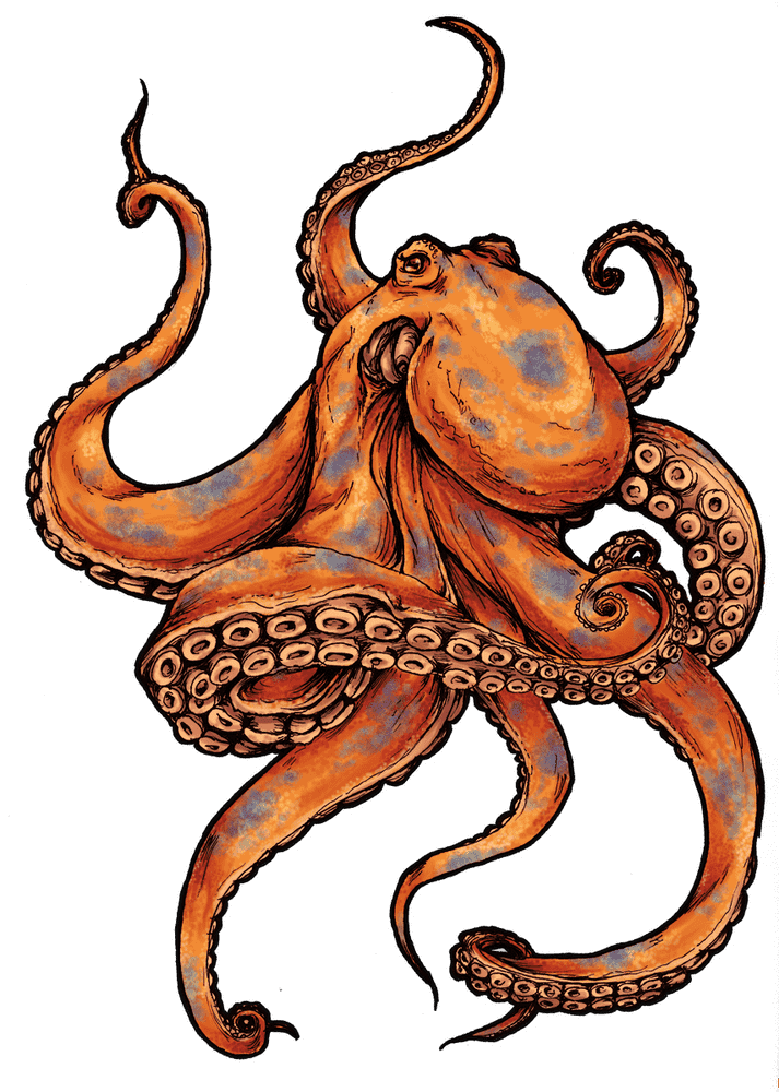 Enigmatic Dance of Octopus Tentacles PNG
