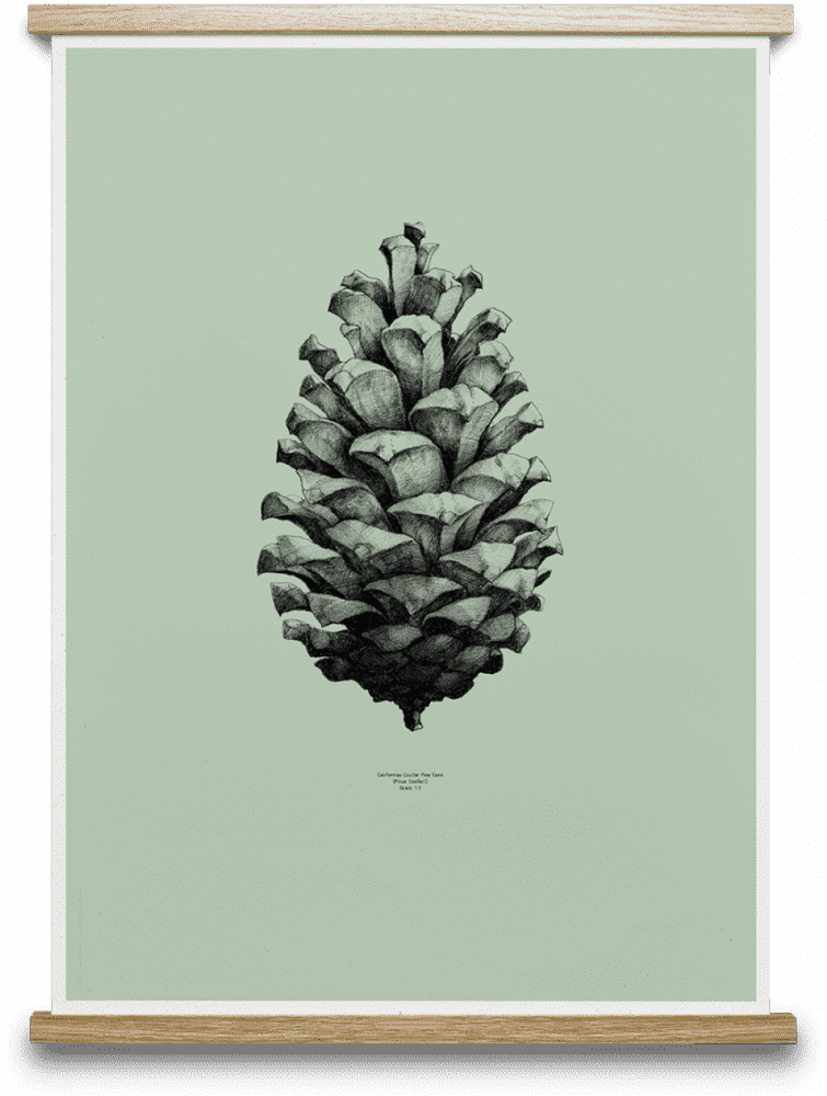 Pine Cone A Nature's Artistry Reflection PNG