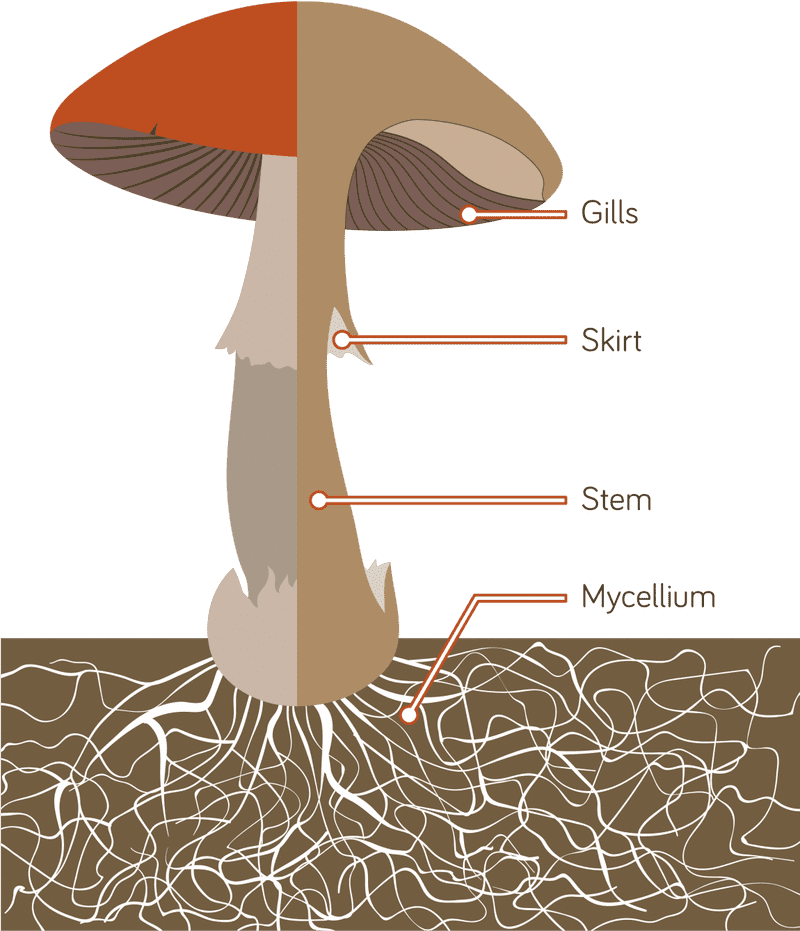 Mushroom Structure From Gills to Mycelium PNG
