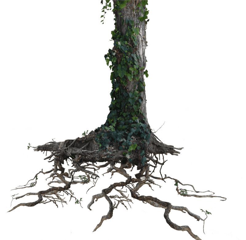 “Ginger Root Nature's Hidden Treasure” PNG