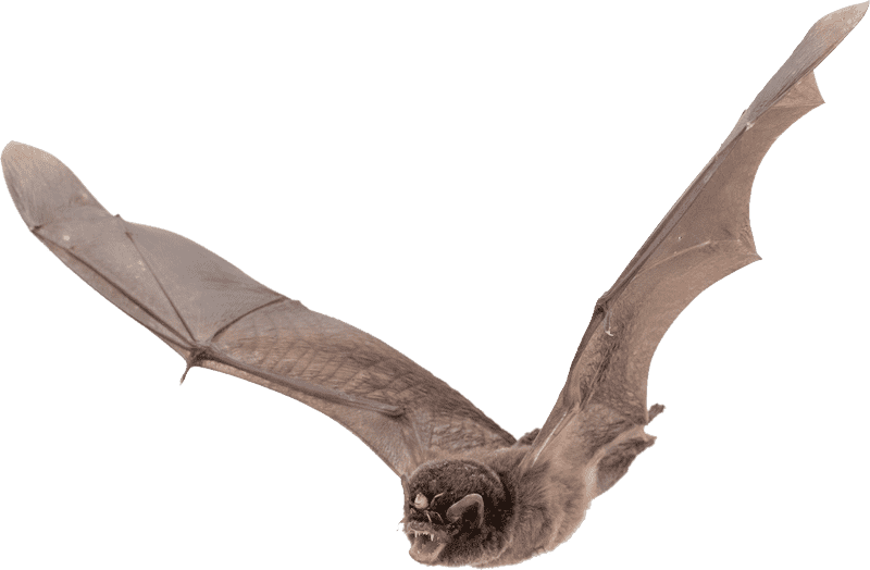 Baseball Bat The Flying Mammal PNG