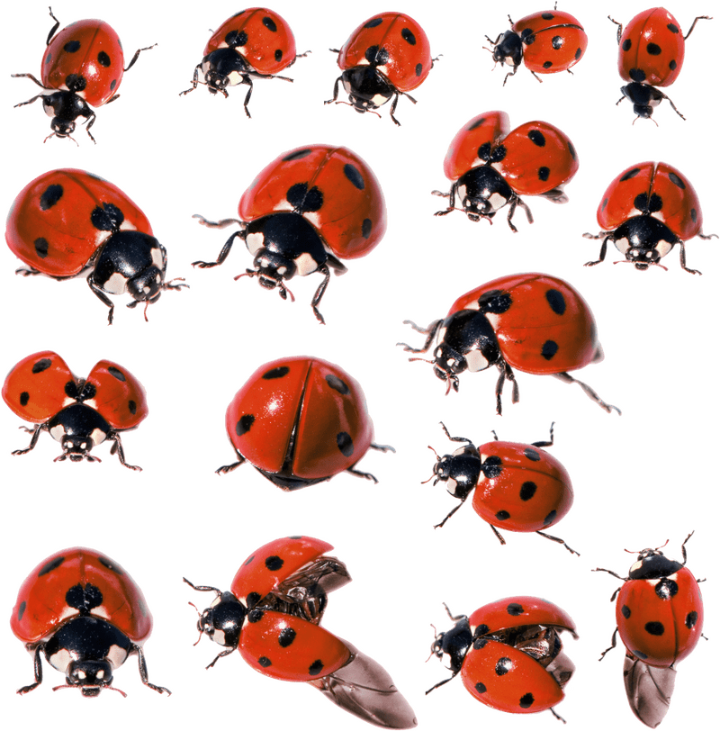 Colorful Insects A Gathering of Ladybugs PNG