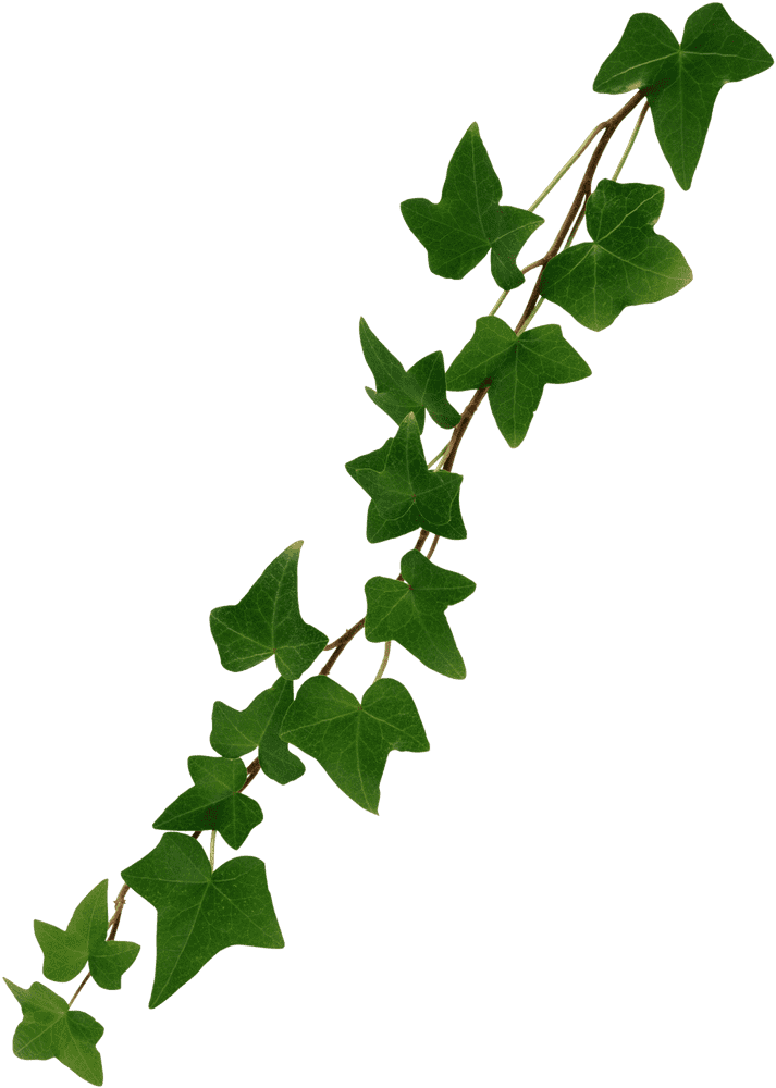 Graceful Ivy Leaf Vines in Lush Green PNG