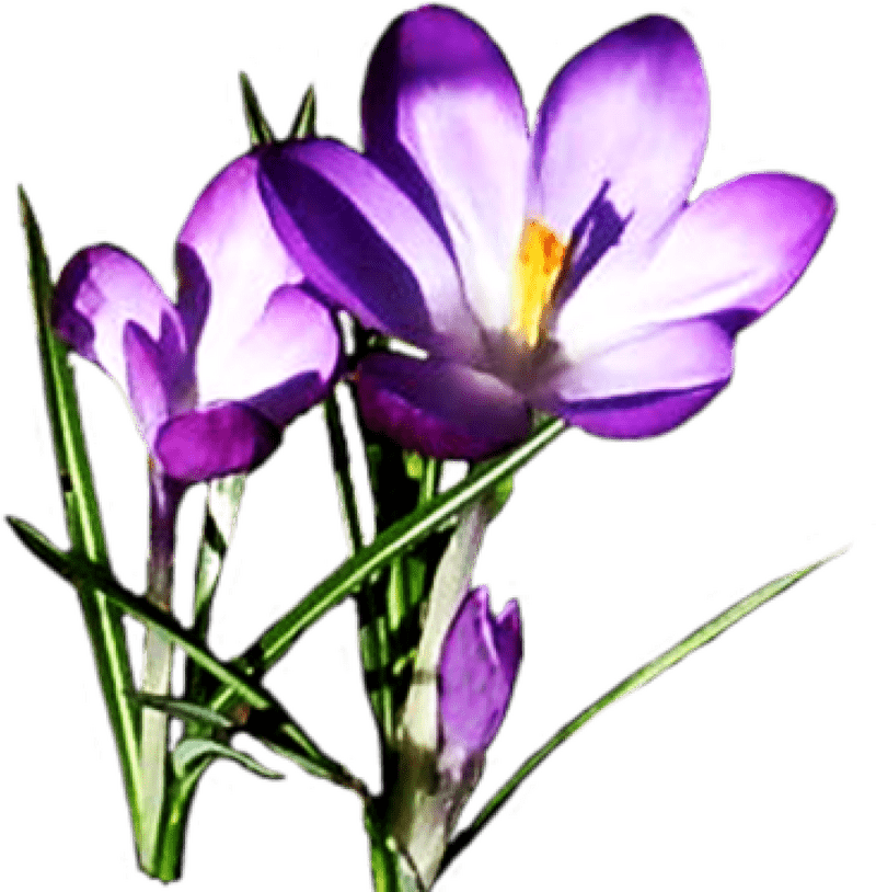 Spring Awakening Blooms of New Beginnings PNG