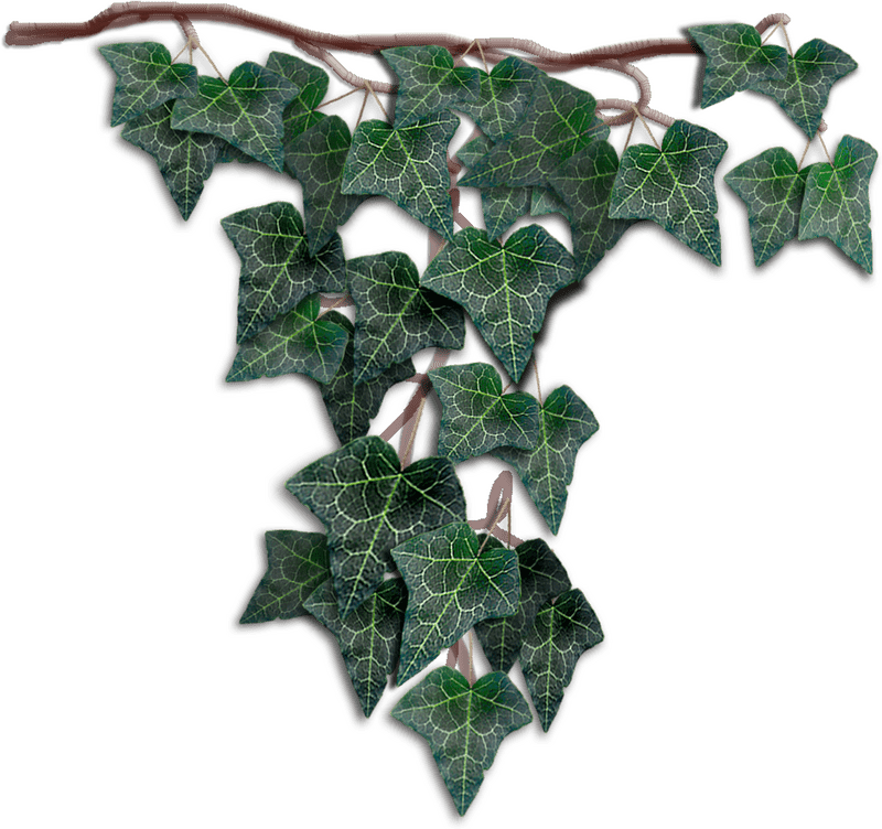 Elegant Cluster of Ivy Leaf Vines PNG
