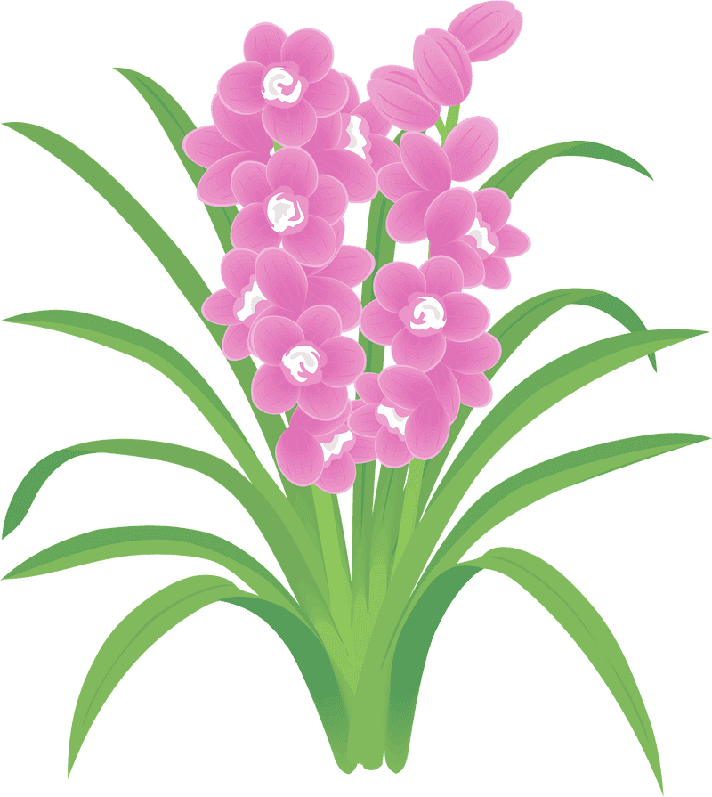 Blooming Orchid Elegance in Nature PNG