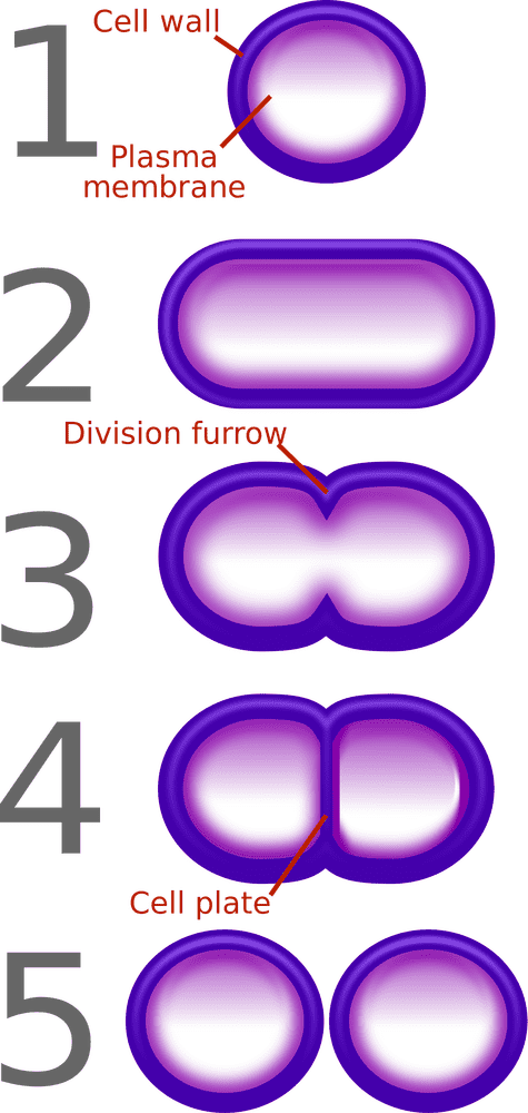 Stages of Bacterial Cell Division Process PNG