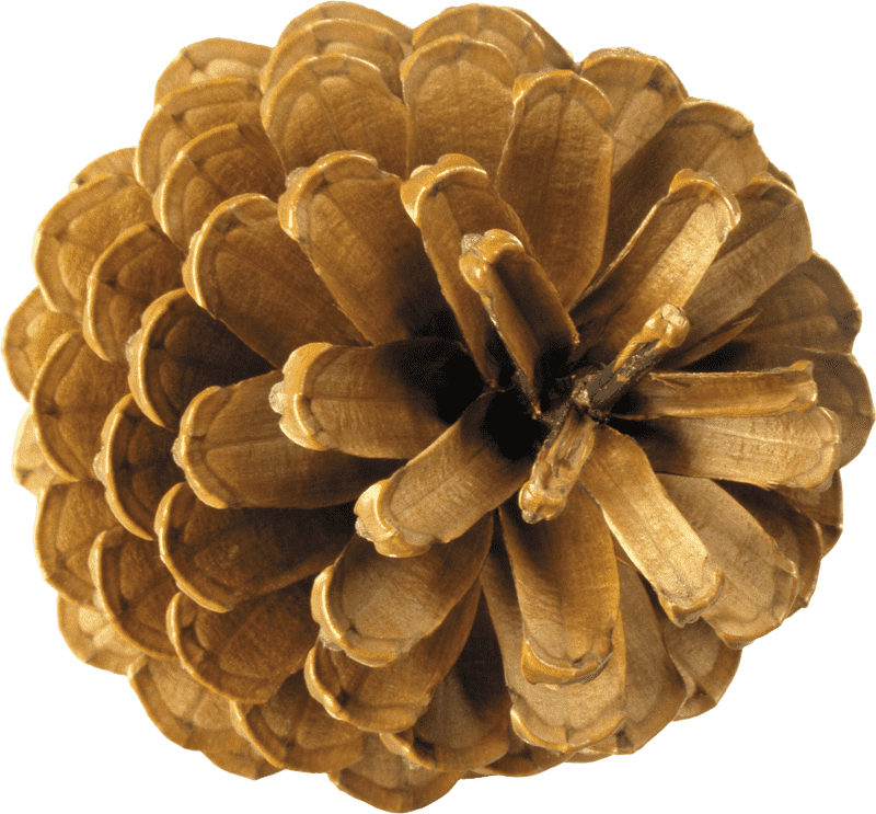 Elegant Pine Cone Showcase in Nature PNG