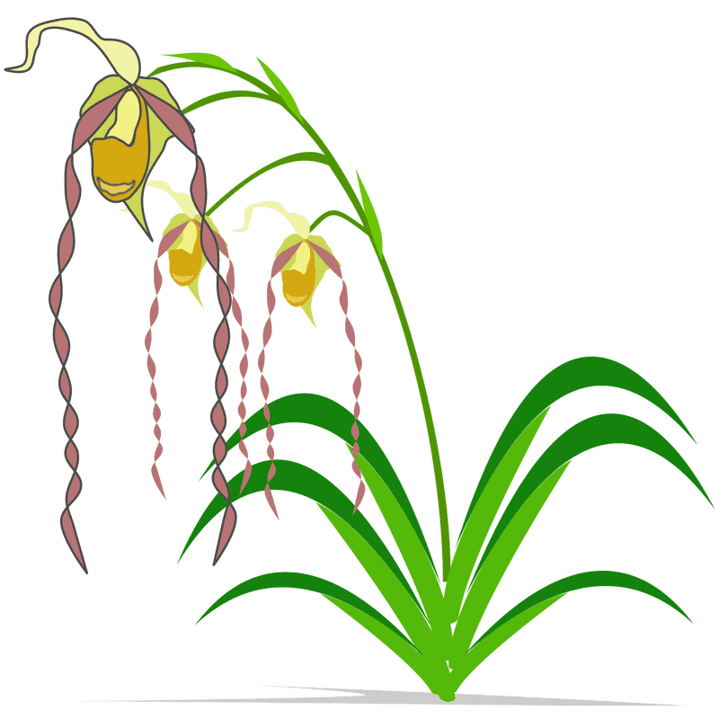 Orchid Elegance in Bloom PNG