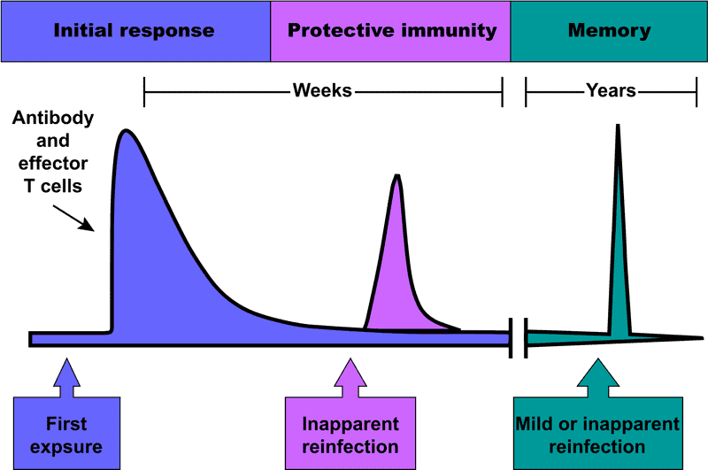 Vaccine Initial Response and Long-Term Immunity PNG