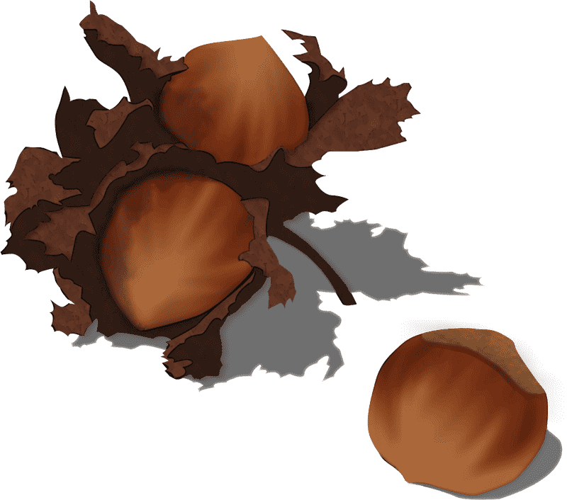 Rustic Hazelnut Delight in Nature's Embrace PNG