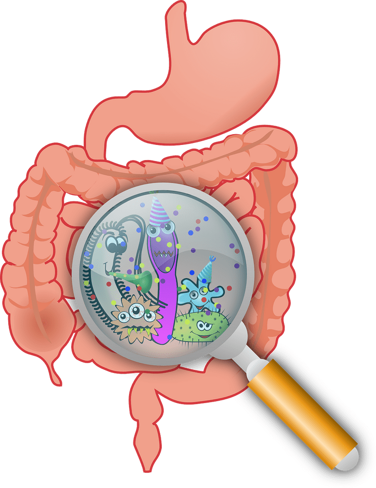 Exploring the Vibrant World of Gut Bacteria PNG