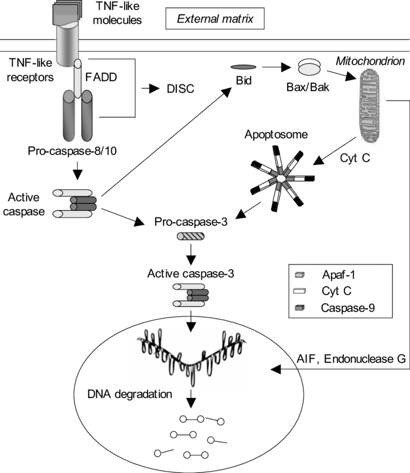 Apoptosis Pathway Key Molecules in Cell Death PNG