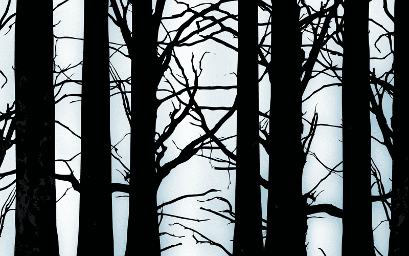 Whispers in the Misty Forest PNG
