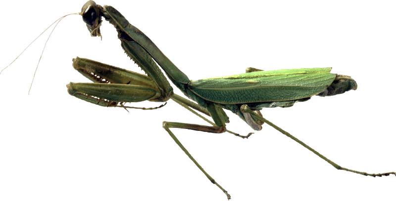 Majestic Insect The Praying Mantis PNG