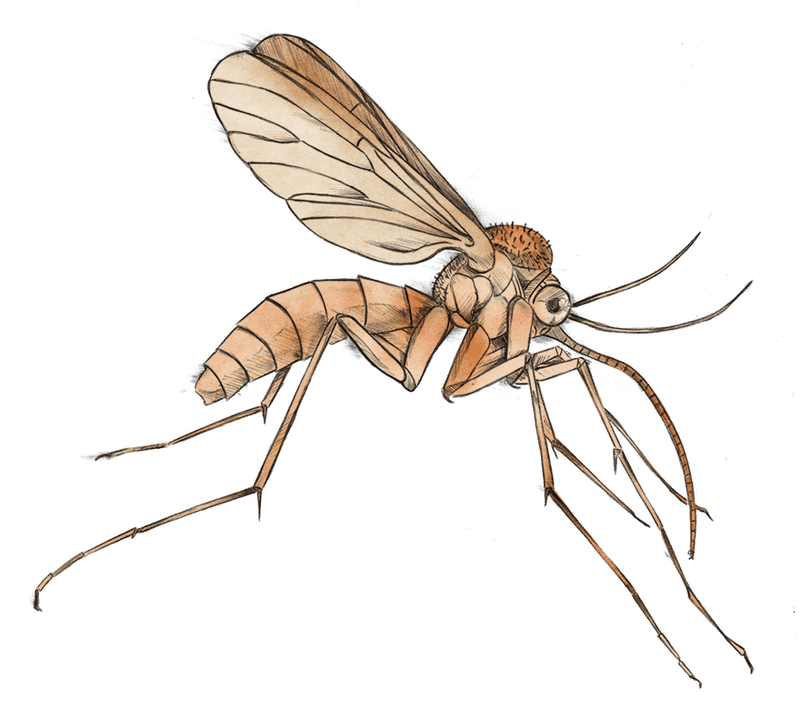 Effective Mosquito Repellent for Outdoor Protection PNG