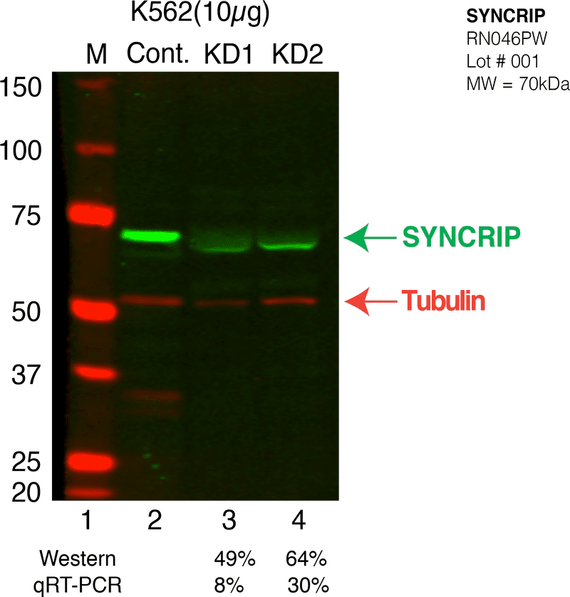 Email Communication Analysis with SYNC RIP and Tubulin PNG