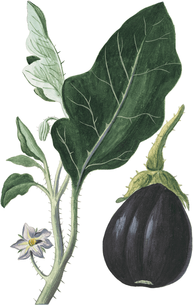 Exploring the Beauty of a Vegetable Garden PNG