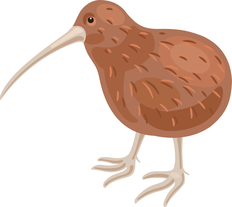Kiwi Bird of New Zealand PNG