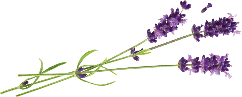 Serenity in the Lavender Field PNG