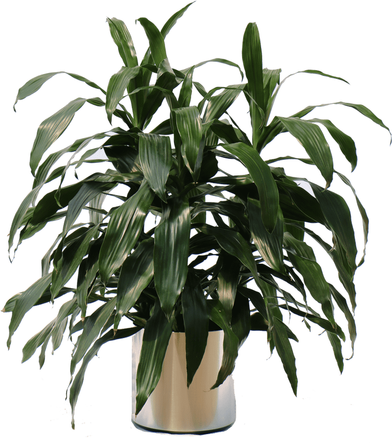 Lush Indoor Plant for Vibrant Home Decor PNG