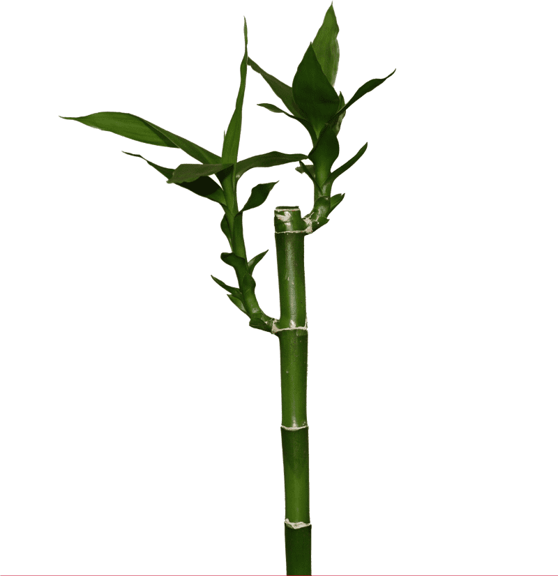 Serene Escape in a Bamboo Forest PNG