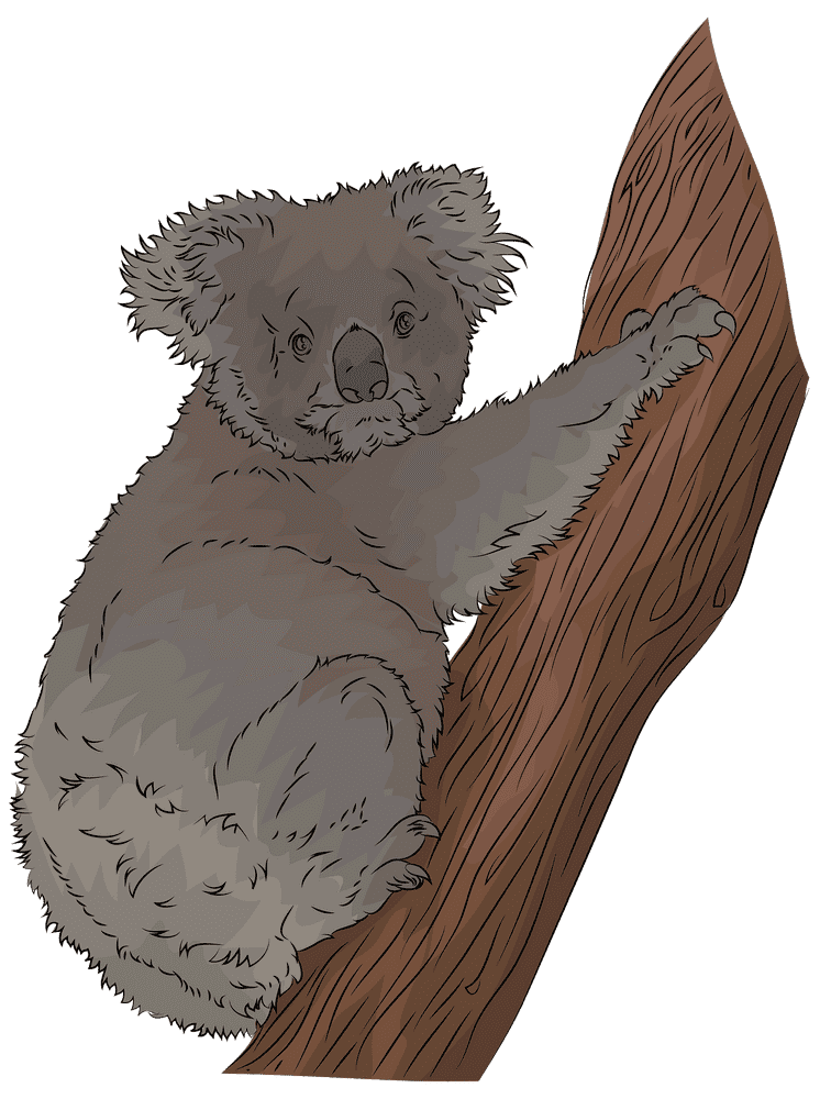 Adventurous Koala Bear in a Tree PNG