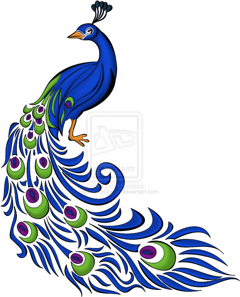 Radiant Peacock in Full Bloom PNG