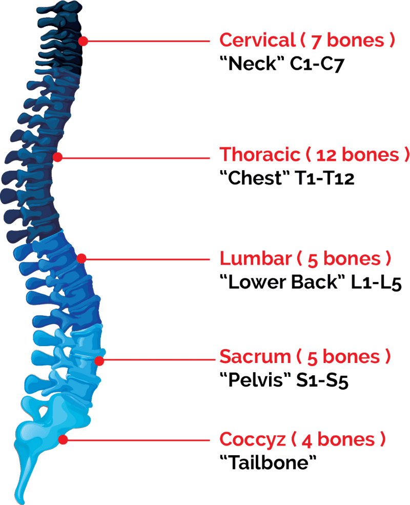 Bone Structure of the Human Spine PNG