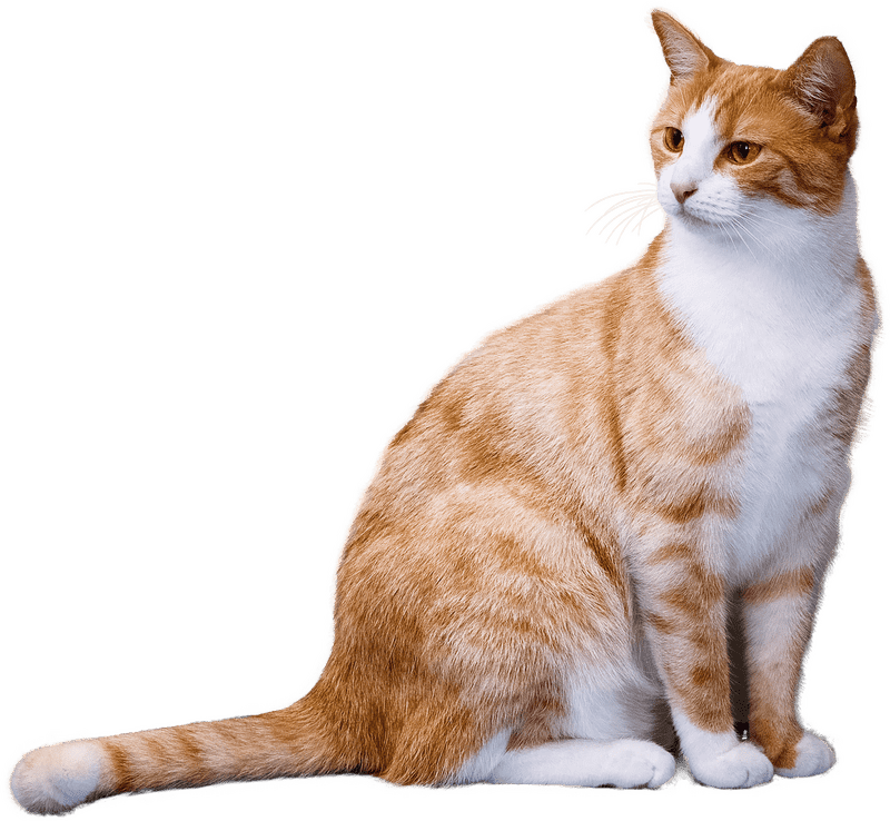 Charming Pet Stuff for Your Feline Friend PNG