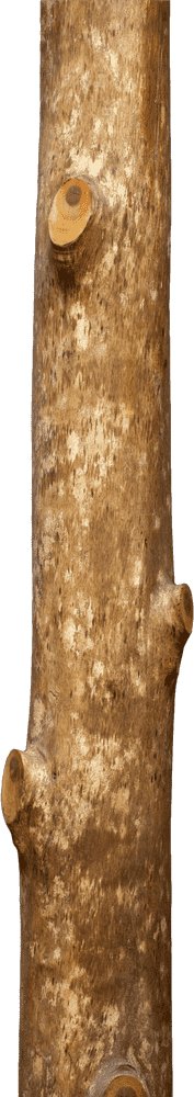 Wooden Server Nature’s Strong Support PNG