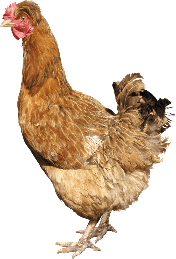 Cozy Chicken Coop for Happy Hens PNG