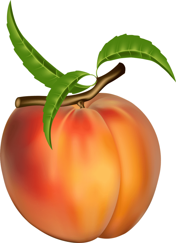 Peach Blossom Serenity in Bloom PNG