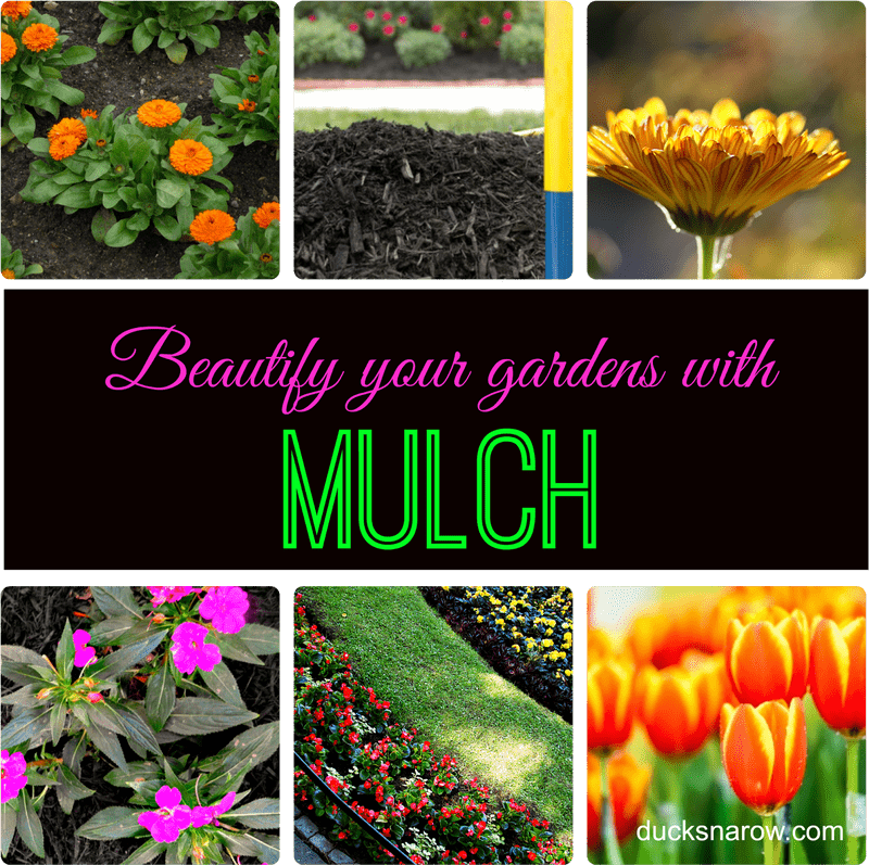 Enhance Your Vegetable Garden with Colorful Blooms PNG