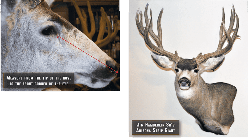 Measuring the Eye A Guide to Antlered Species PNG