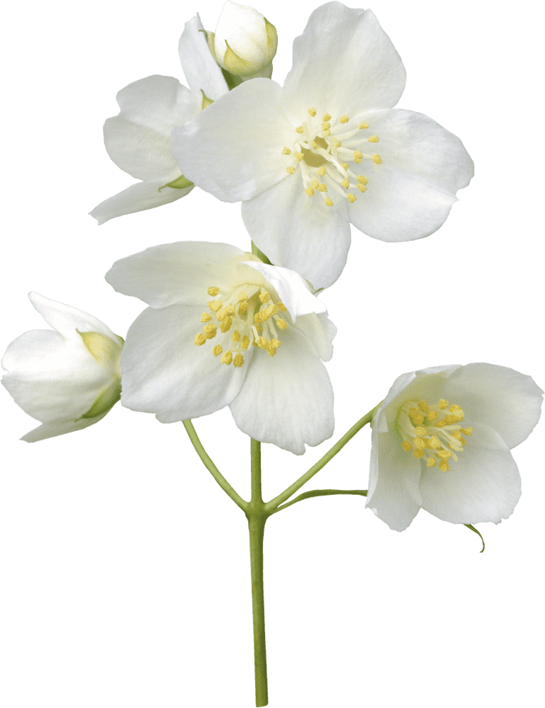 Delicate White Flower Blossom Cluster PNG