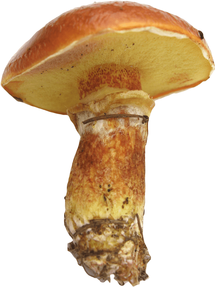 Fresh Ingredients for Hearty Mushroom Soup PNG